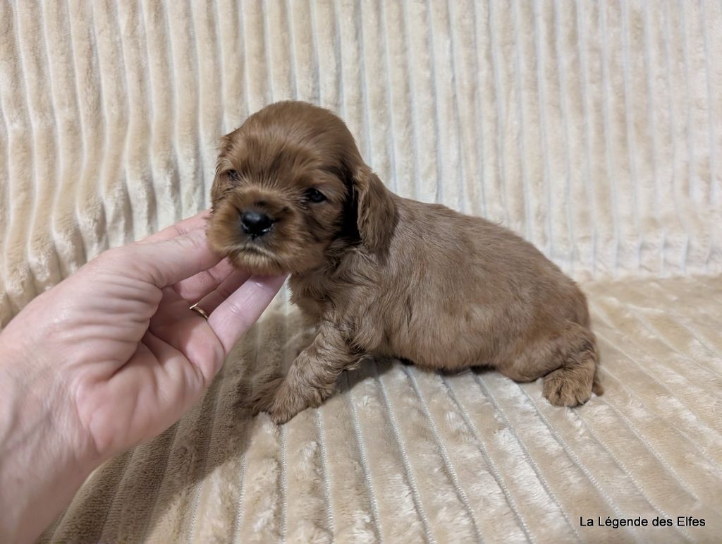 A---de la Légende des Elfes