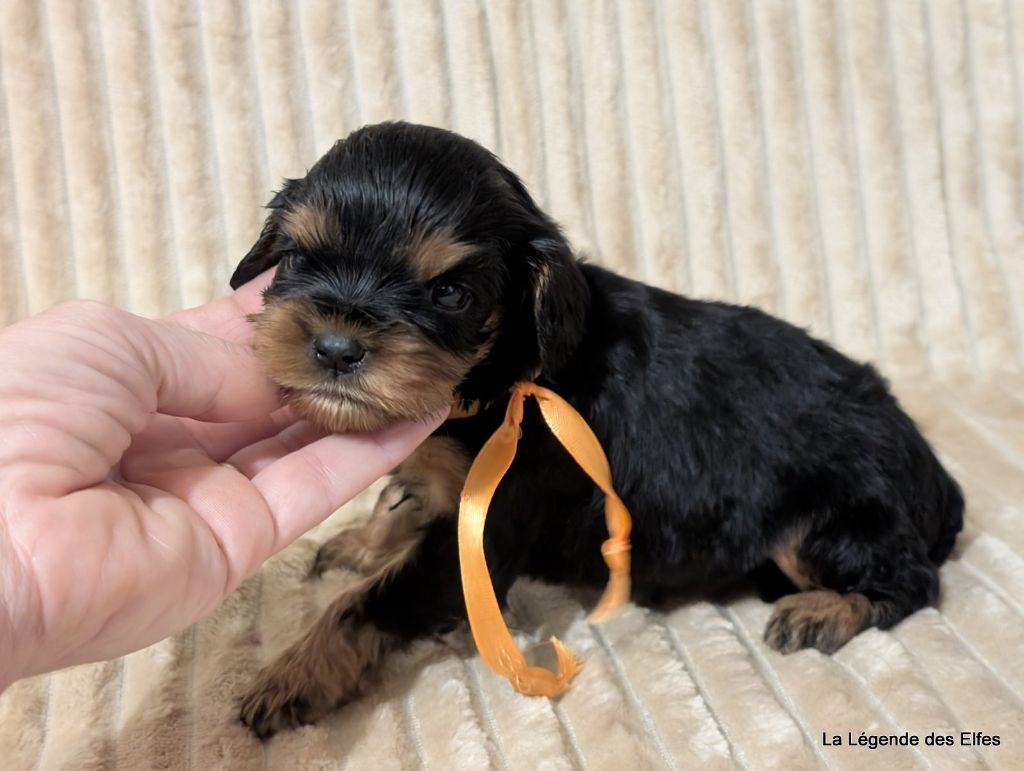 A---de la Légende des Elfes