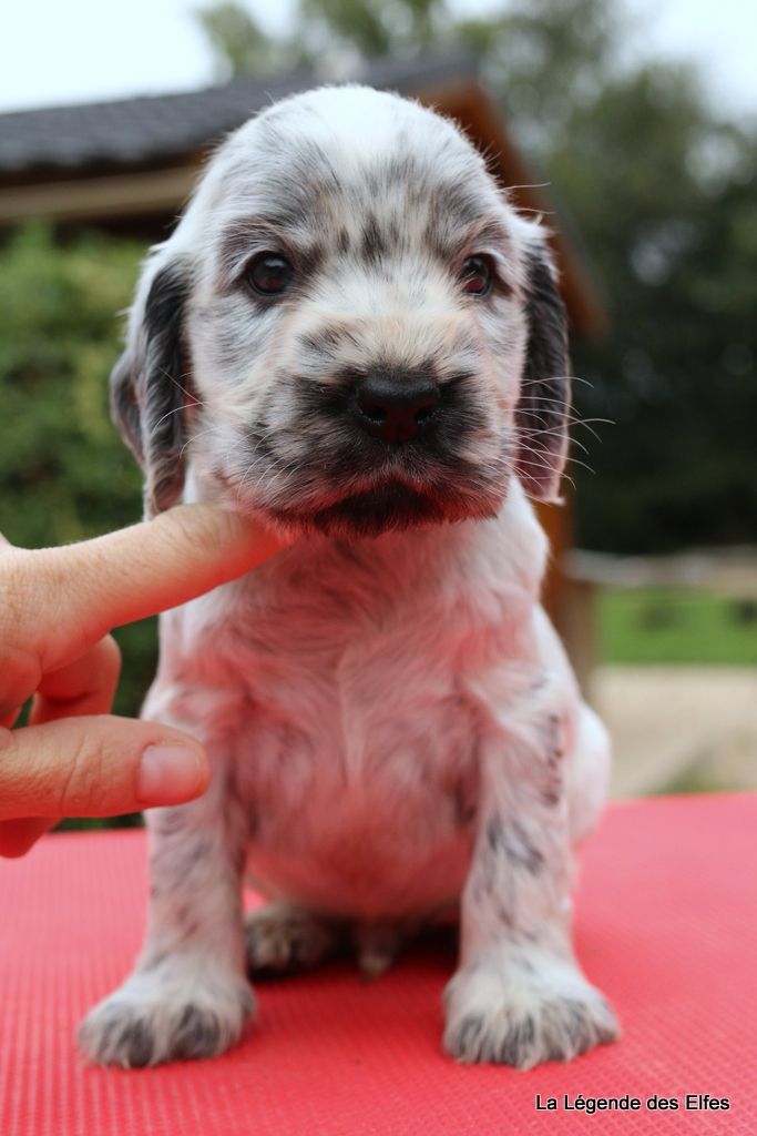 Officier Gentleman de la Légende des Elfes - Cocker Spaniel Anglais
