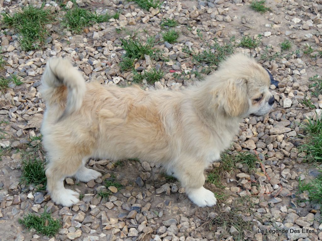 Umesh de la légende des Elfes