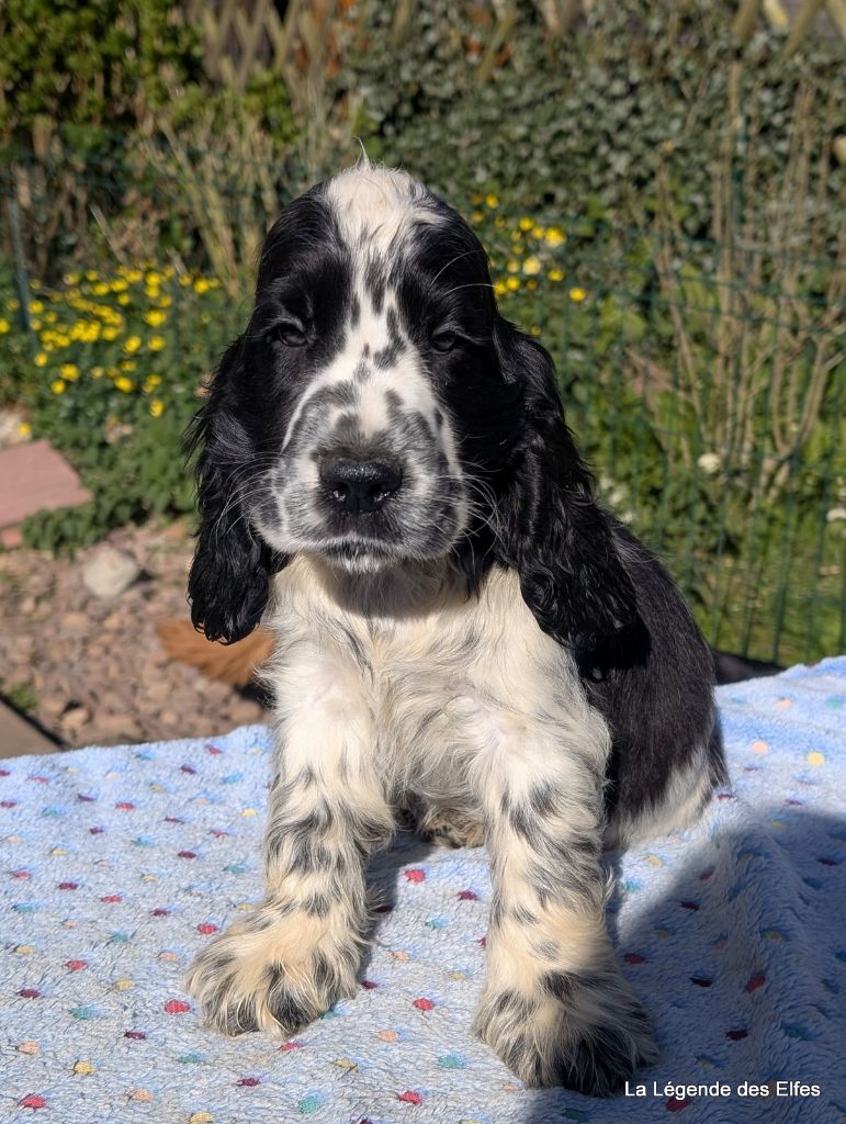 Chiots Cocker Anglais A Vendre