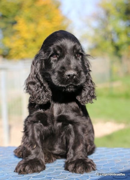Chiot Elevage de Cocker Anglais la Légende des Elfes