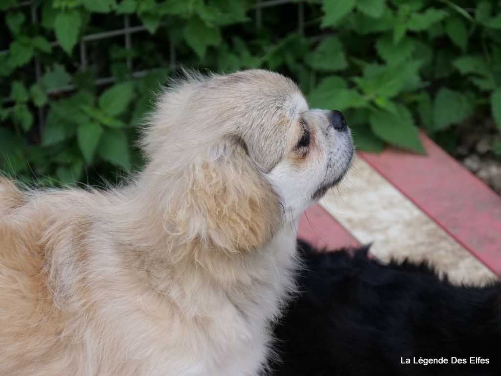 Umesh de la légende des Elfes