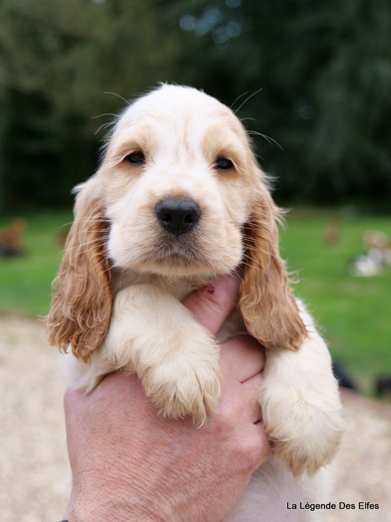Chiots Cocker Anglais Vendre