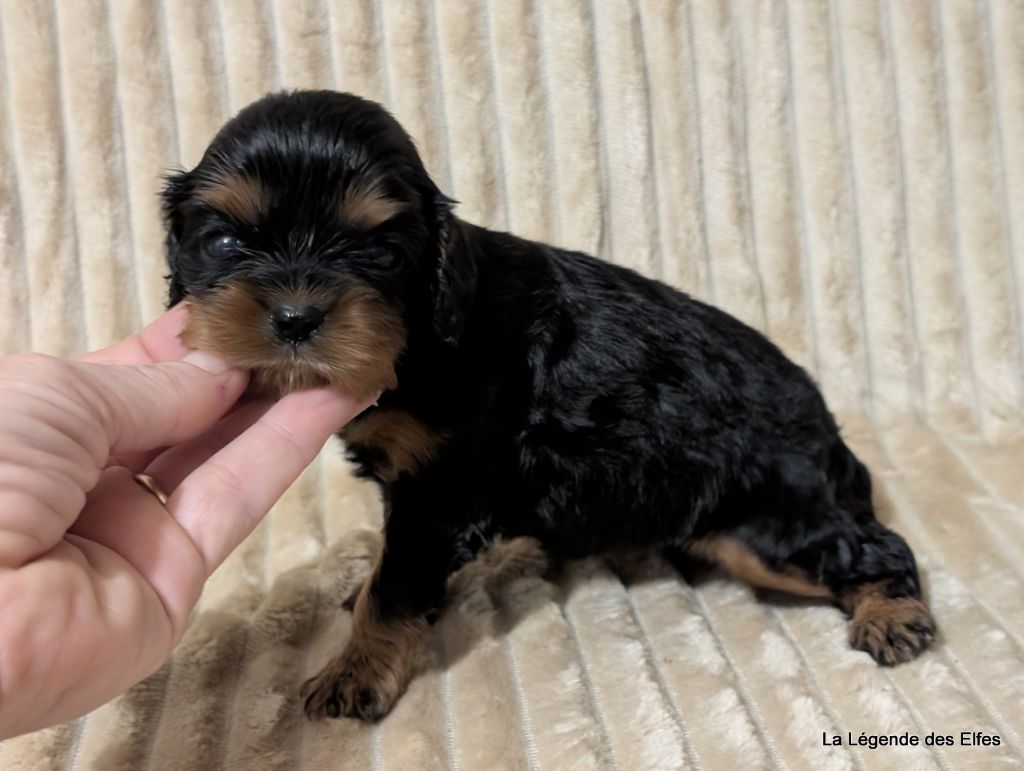 Abbie de la Légende des Elfes