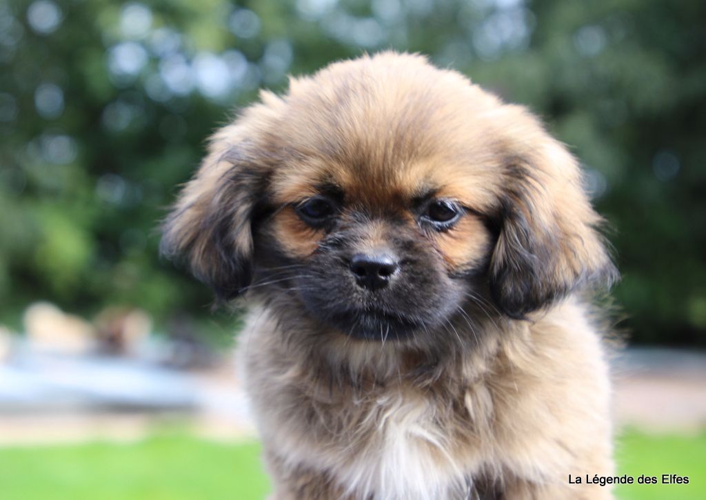 Chiot Elevage D Epagneul Tibetain Epagneuls Tibetain De La Legende Des Elfes
