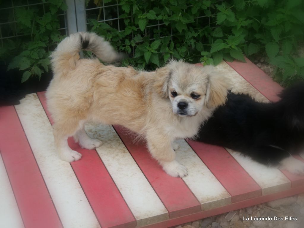 Umesh de la légende des Elfes