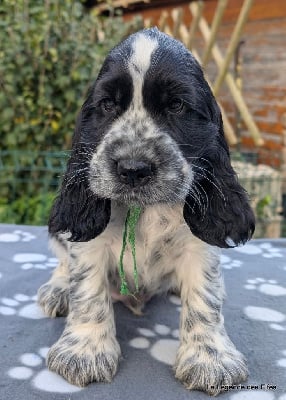 Les chiots de Cocker Spaniel Anglais
