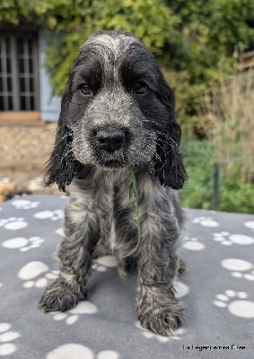 Les chiots de Cocker Spaniel Anglais