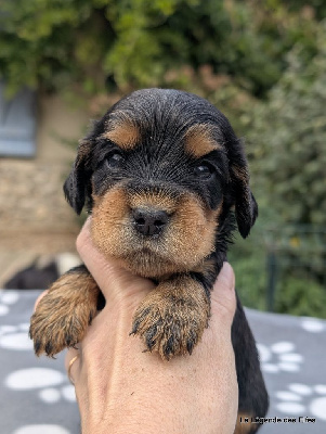 Les chiots de Cocker Spaniel Anglais