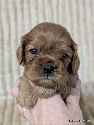 Les chiots de Cavalier King Charles Spaniel