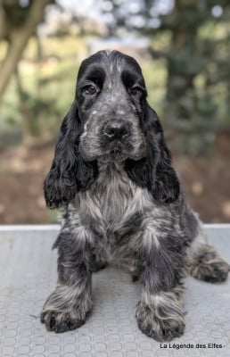 Les chiots de Cocker Spaniel Anglais