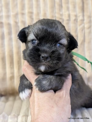 Les chiots de Epagneul tibetain