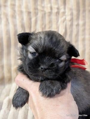 Les chiots de Epagneul tibetain