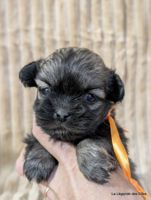Les chiots de Epagneul tibetain