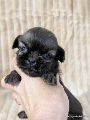 Les chiots de Epagneul tibetain