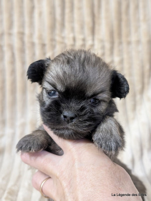 Les chiots de Epagneul tibetain