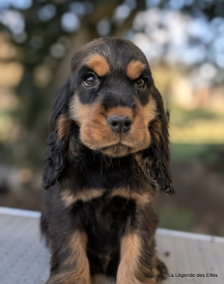 Les chiots de Cocker Spaniel Anglais