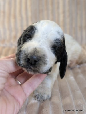 Les chiots de Cocker Spaniel Anglais