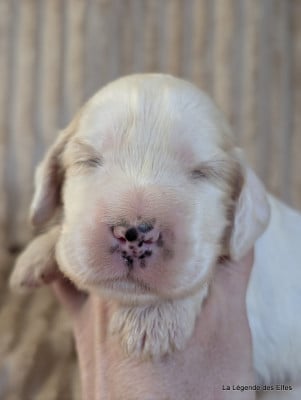 Les chiots de Cocker Spaniel Anglais
