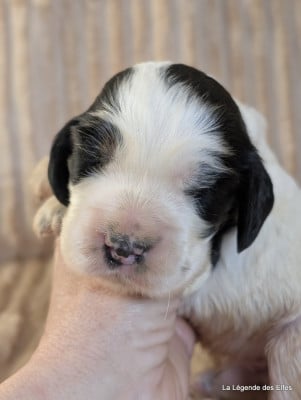 Les chiots de Cocker Spaniel Anglais