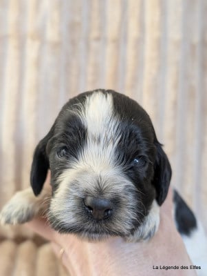 Les chiots de Cocker Spaniel Anglais