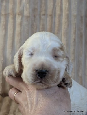 Les chiots de Cocker Spaniel Anglais