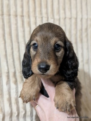 Les chiots de Teckel poil long