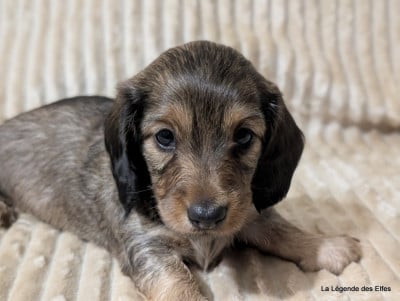 Les chiots de Teckel poil long