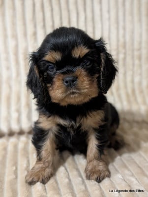 Les chiots de Cavalier King Charles Spaniel