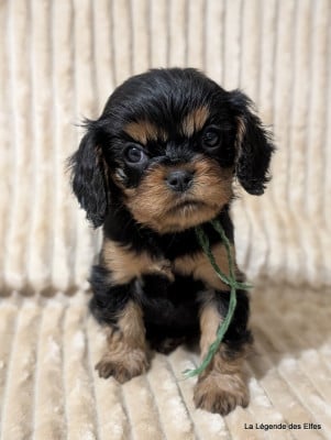 Les chiots de Cavalier King Charles Spaniel