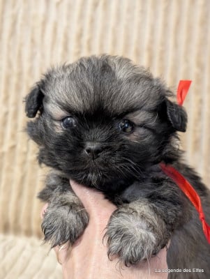 Les chiots de Epagneul tibetain