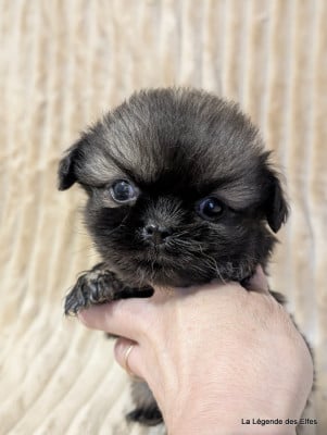 Les chiots de Epagneul tibetain