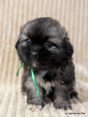 Les chiots de Epagneul tibetain