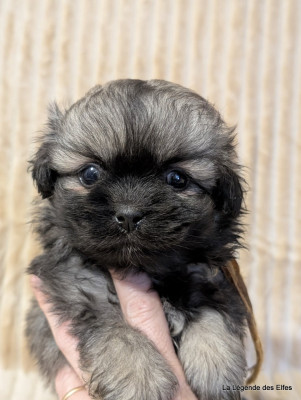 Les chiots de Epagneul tibetain
