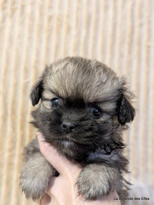 Les chiots de Epagneul tibetain