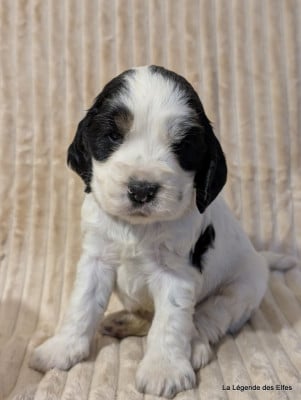 Les chiots de Cocker Spaniel Anglais