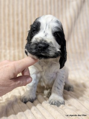 Les chiots de Cocker Spaniel Anglais