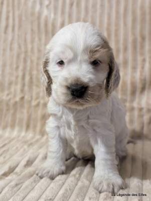 Les chiots de Cocker Spaniel Anglais