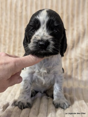 Les chiots de Cocker Spaniel Anglais
