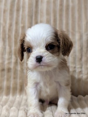 Cavalier King Charles Spaniel