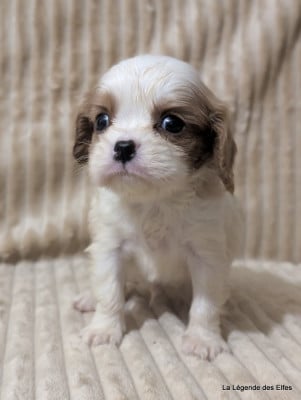 Les chiots de Cavalier King Charles Spaniel