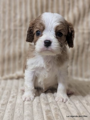 Les chiots de Cavalier King Charles Spaniel