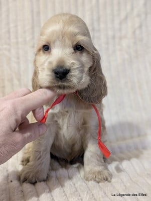 Les chiots de Cocker Spaniel Anglais