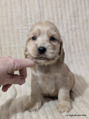 Les chiots de Cocker Spaniel Anglais