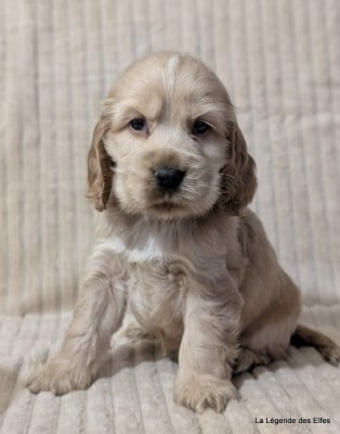 Les chiots de Cocker Spaniel Anglais