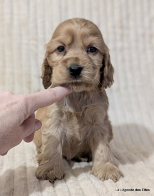 Les chiots de Cocker Spaniel Anglais