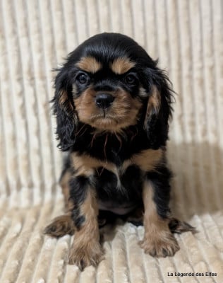Les chiots de Cavalier King Charles Spaniel