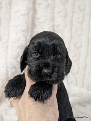 Les chiots de Cocker Spaniel Anglais