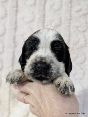 Les chiots de Cocker Spaniel Anglais
